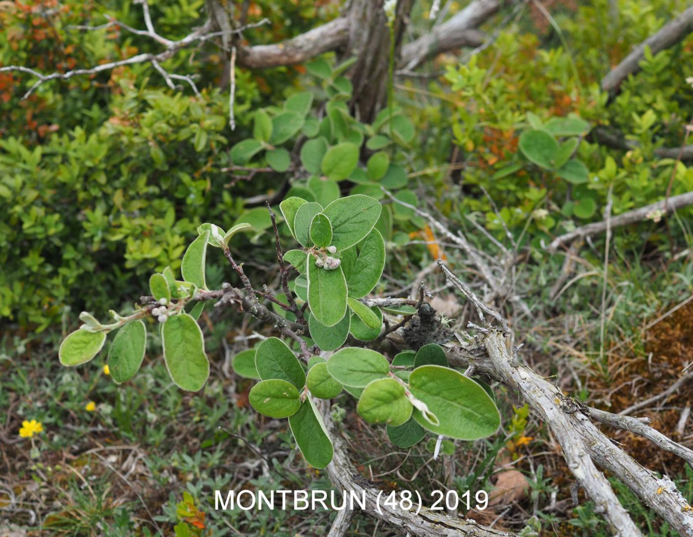 Cotoneaster, [Wooly] plant